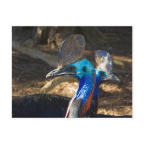 Southern Cassowary Postcard