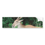 Southern Eland Habitat  Bumper Stickers