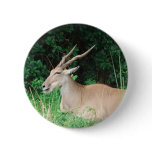 Southern Eland Habitat  Button