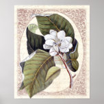 Southern Elegance Vintage Botanical Magnolia Posters