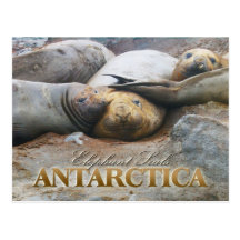 Southern Elephant Seals, Antarctic Peninsula Post Card