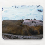 Southern Elephant Seals Mouse Pads