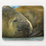 Southern Elephant Seals Mousepads