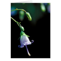 Southern Harebell Cards