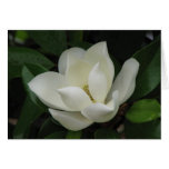 Southern Magnolia Bloom Card