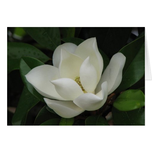 Southern Magnolia Bloom Card