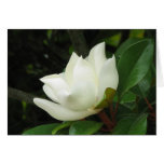 Southern Magnolia Bloom Cards