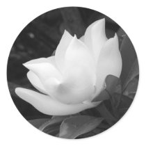 Southern Magnolia Bloom Sticker