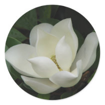 Southern Magnolia Bloom Round Stickers