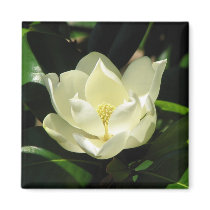 Southern Magnolia Magnets