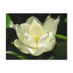 Southern Magnolia postcards