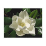 Southern Magnolia postcards