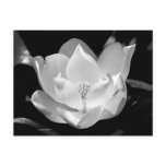 Southern Magnolia postcards