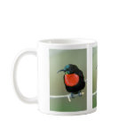 Southern scarlet-chester sunbird mugs