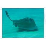 Southern Stingray 2 Cards
