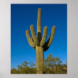 Southwestern Saguaro 3997 Posters