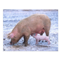 Sow and piglet post card