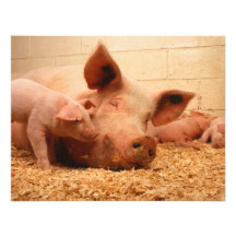 Sow and piglets invitation