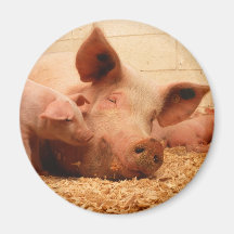 Sow and piglets magnets