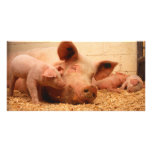 Sow and piglets photo cards