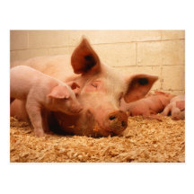 Sow and piglets postcards