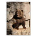 Sow Grizzly Bear cards
