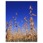 Soybeans Full Color Flyer