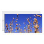 Soybeans Photo Cards