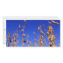 Soybeans Photo Cards