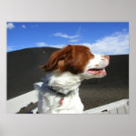 Spaniel at Craters of the moon posters
