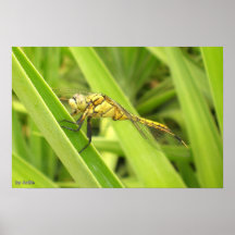 Spanische Libelle Posters