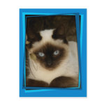 Spanish cat 1