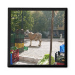 Spanish donkey at Baza market -  magnet
