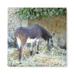 Spanish donkey photograph magnet