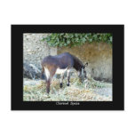 Spanish donkey postcard
