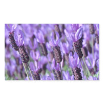 Spanish Lavender Purple Flowers