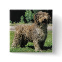 Spanish water dog button