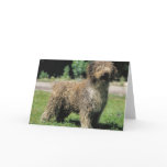 Spanish water dog greeting card