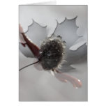 Sparkling Beads of Water Cards