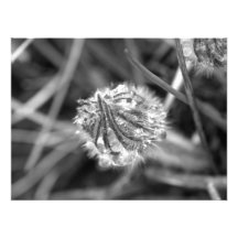 Sparkling Crocus in Black and White Photo