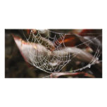 Sparkling Spider Net photo cards