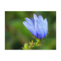 Sparkly blue postcards