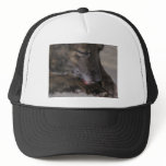 Sparky hats