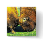 Sparring buffalo buttons