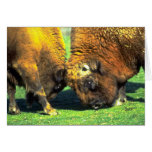 Sparring buffalo cards