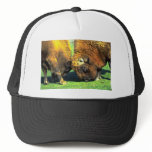 Sparring buffalo hats