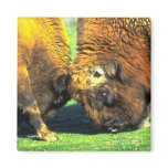 Sparring buffalo magnets