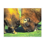 Sparring buffalo postcards