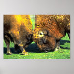 Sparring buffalo posters