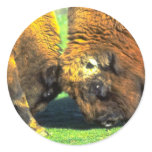 Sparring buffalo stickers